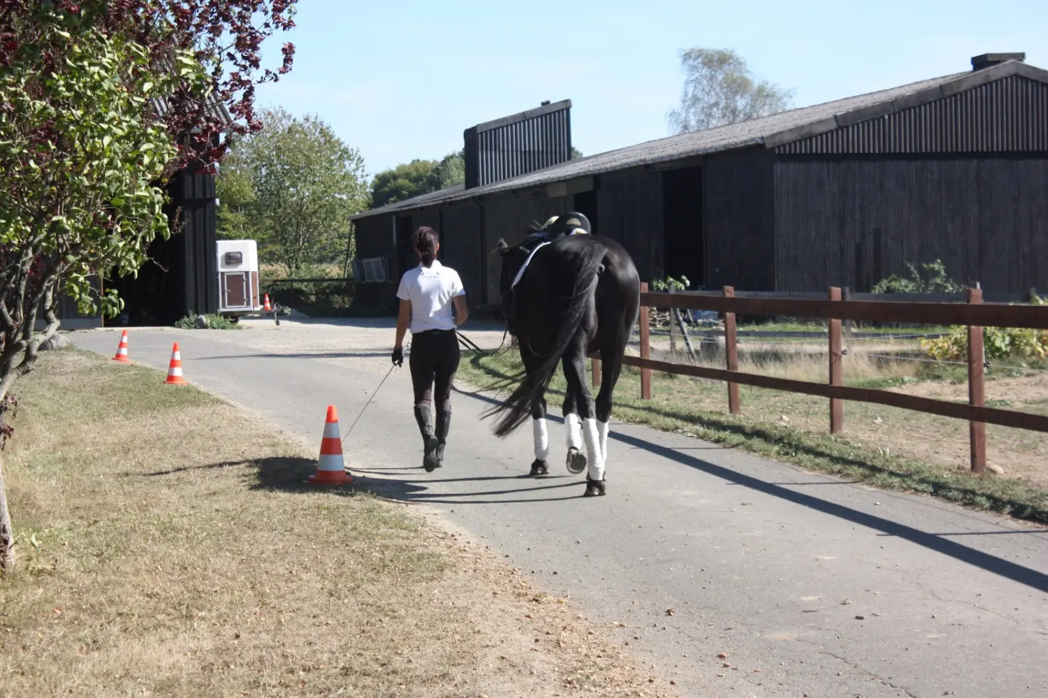 Pferd und Daniela Hubert Klassische Reitkunst