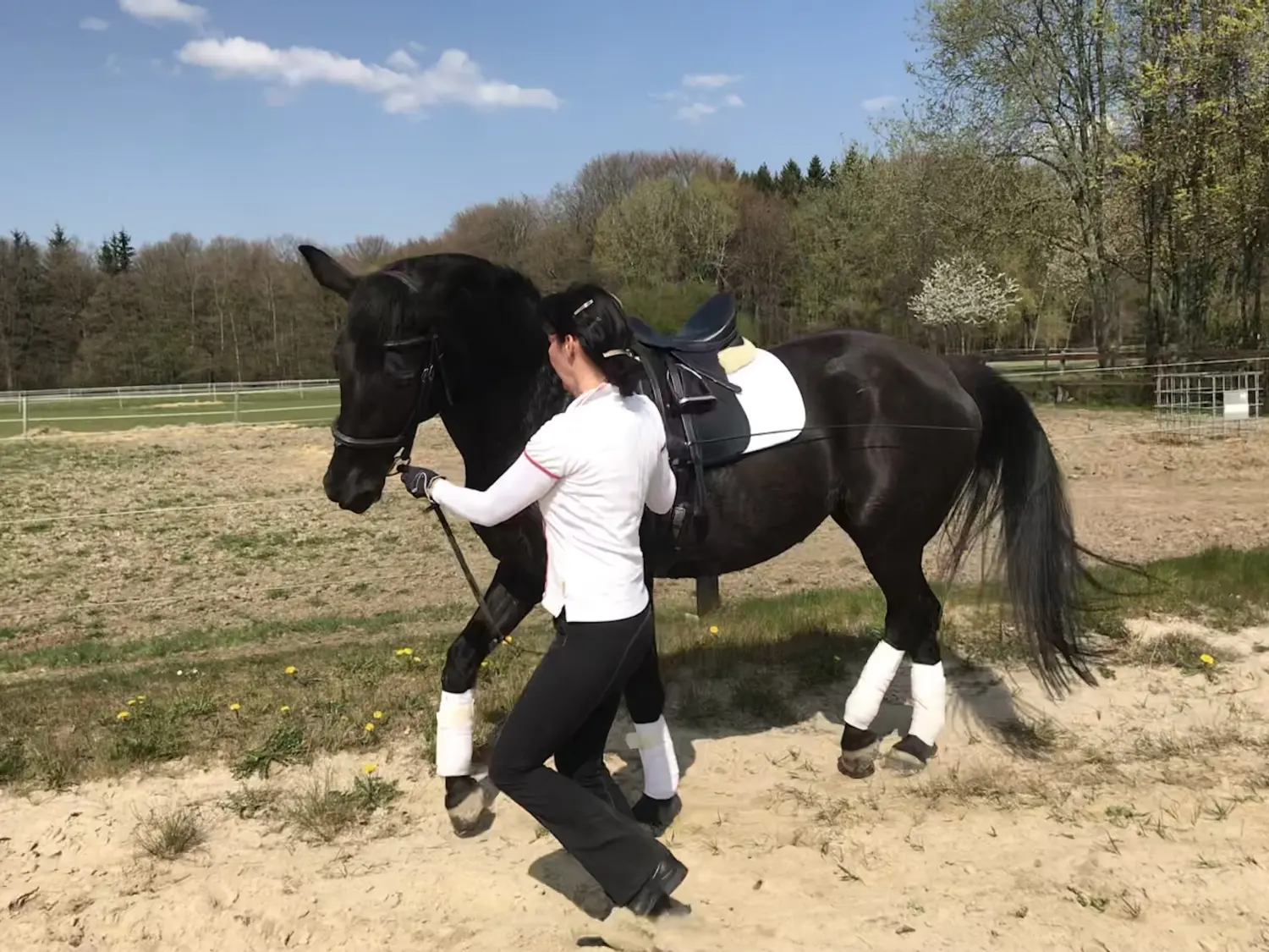 Pferd und Daniela Hubert Klassische Reitkunst