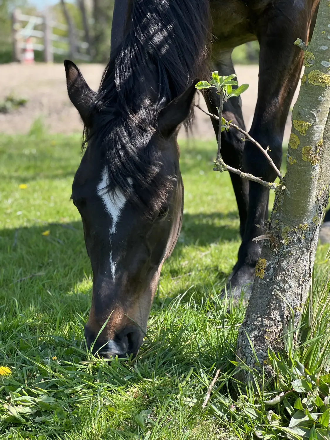 Pferd und Daniela Hubert Klassische Reitkunst