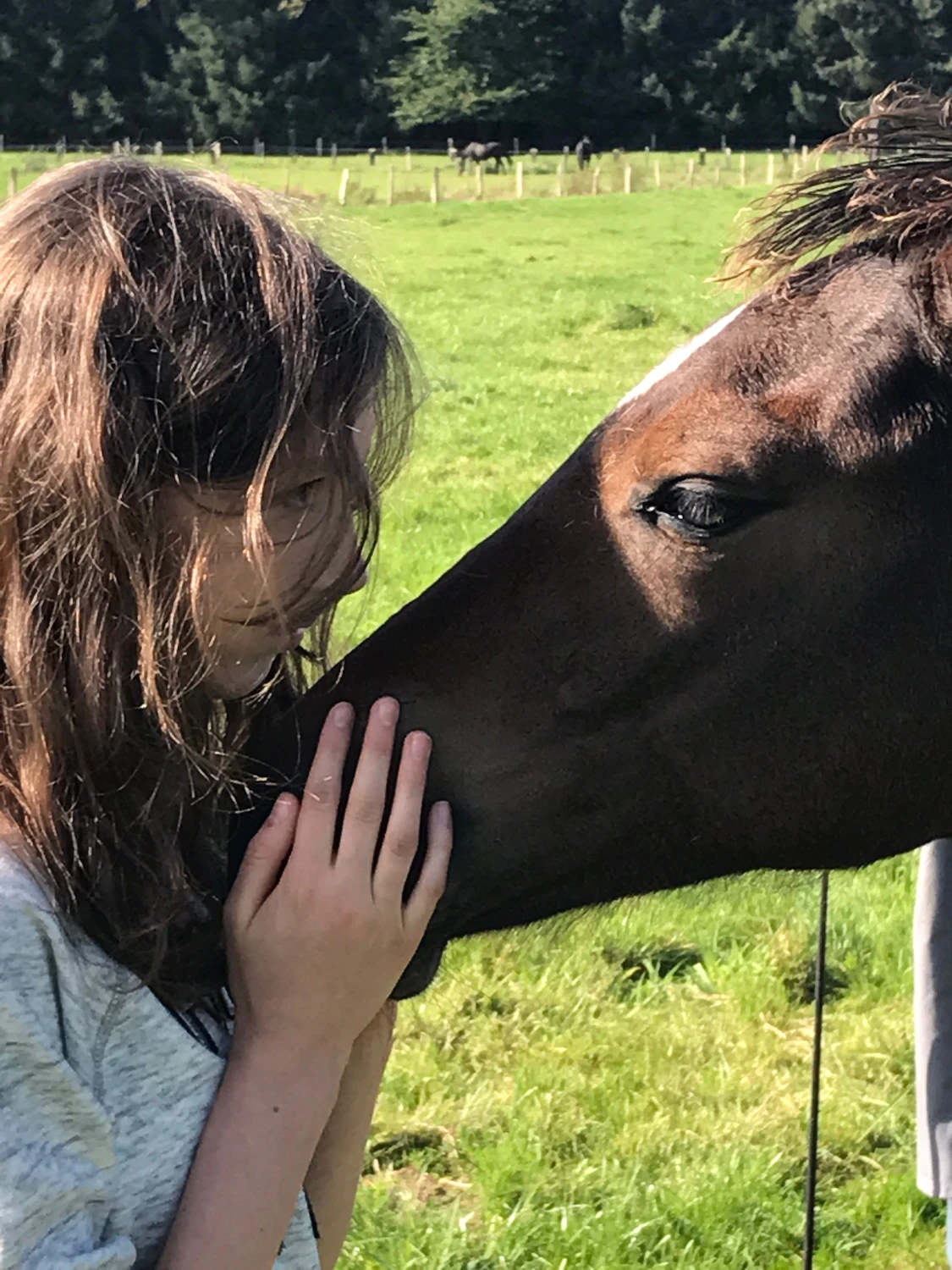 Pferd und Daniela Hubert Klassische Reitkunst