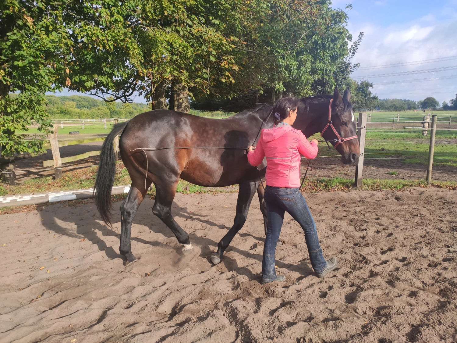 Pferd und Daniela Hubert Klassische Reitkunst