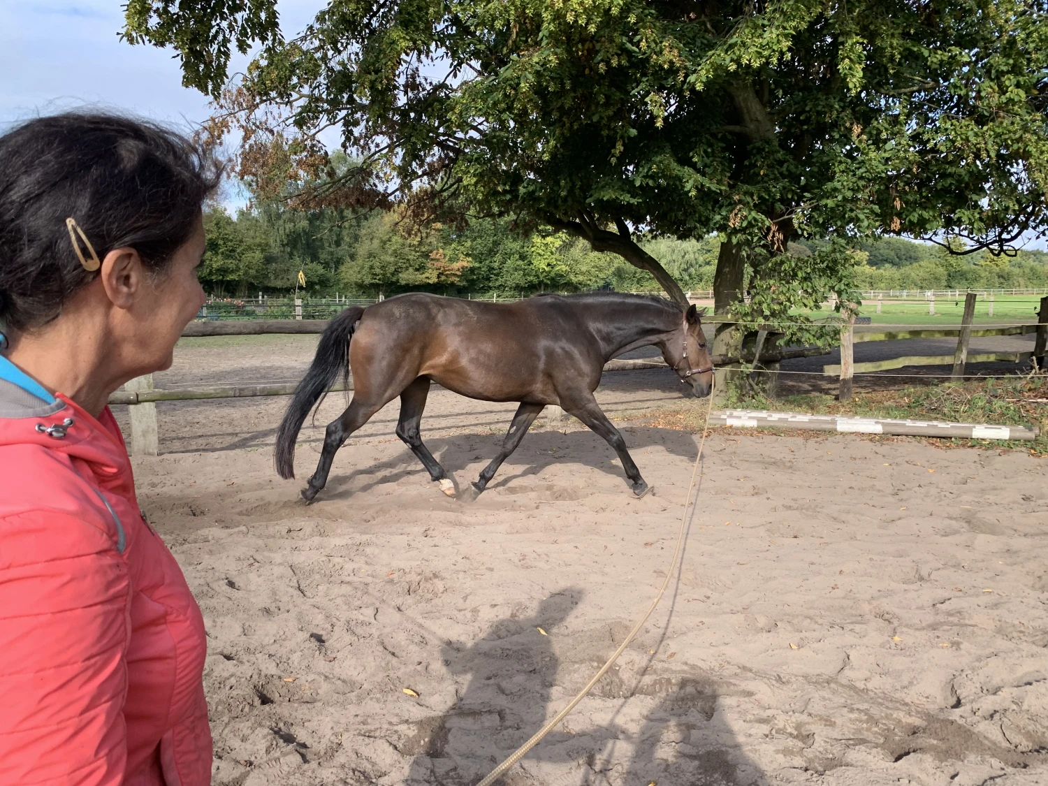 Pferd und Daniela Hubert Klassische Reitkunst