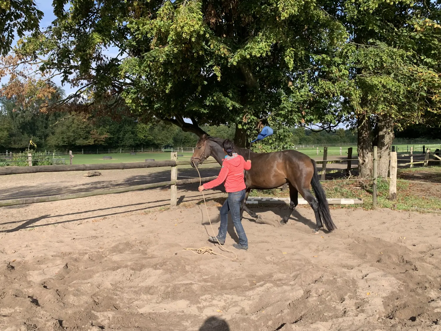 Pferd und Daniela Hubert Klassische Reitkunst