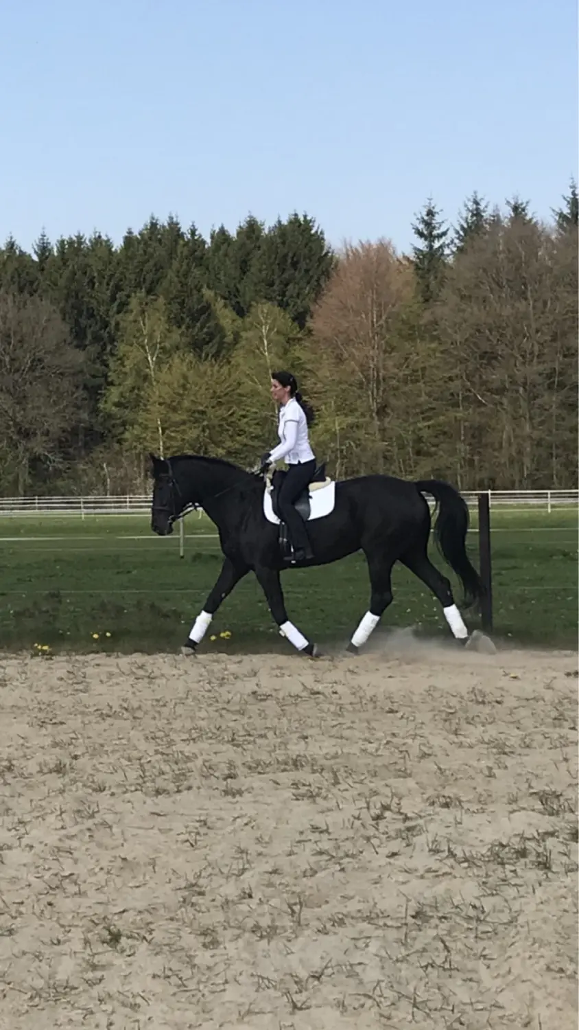 Pferd und Daniela Hubert Klassische Reitkunst